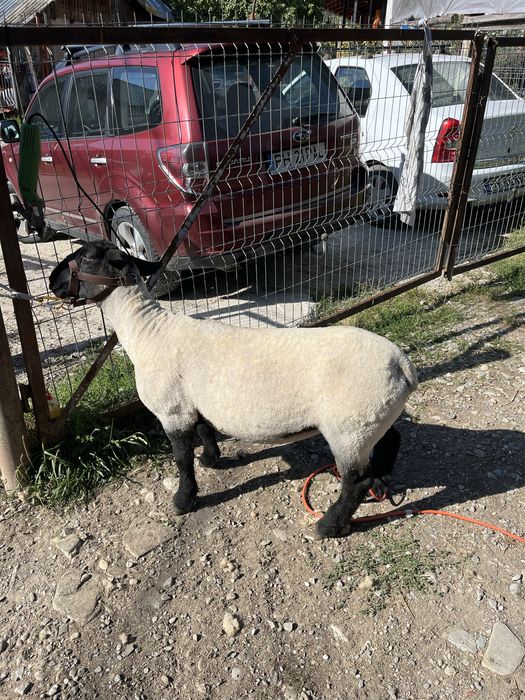Miei si oi suffolk de vanzare