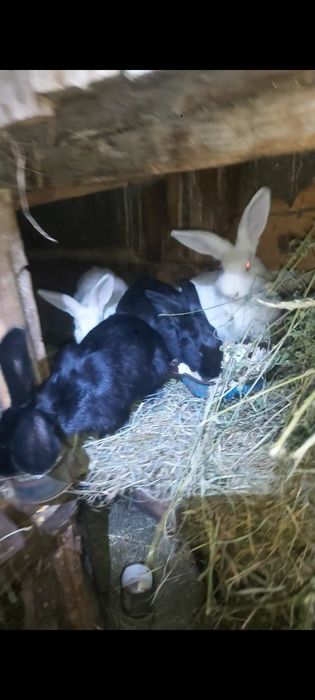 Vand 3 iepuri mar la 100 lei toti 3