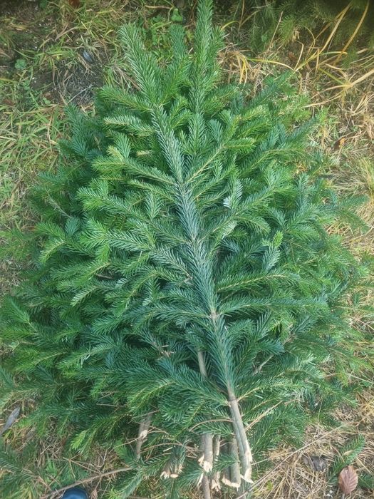 Crengi de brad  cetină