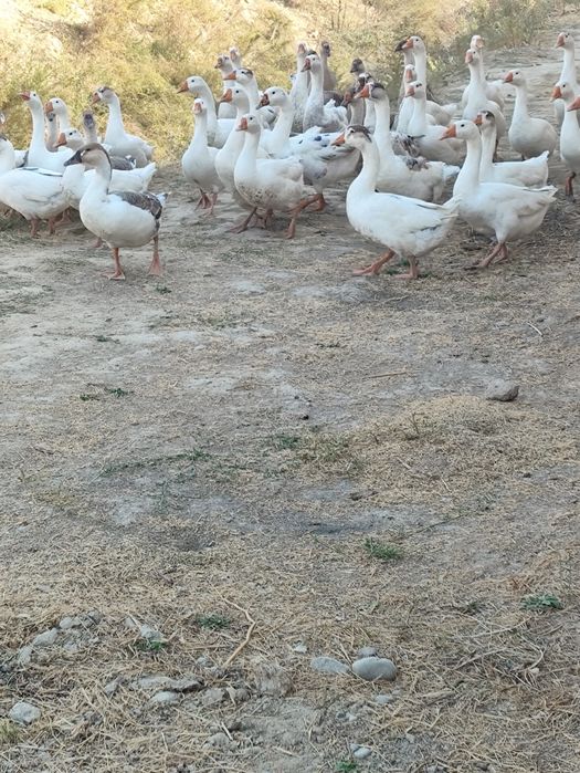 Goz sotiladi yanvarda tuxumga kiradi xudo xoxlasa