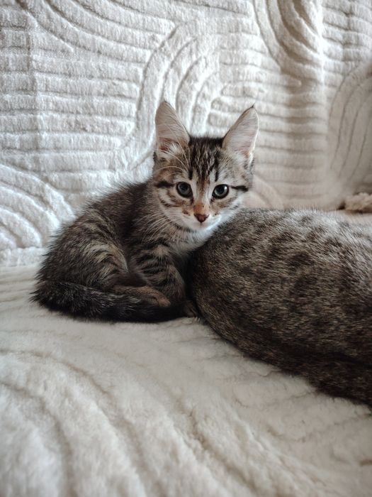 Отдам котят в добрые руки