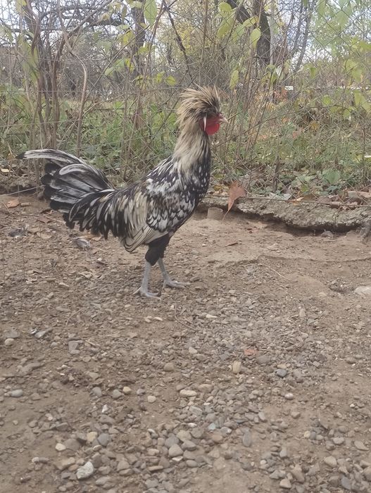 Cocosi Paduana și moțată olandeză