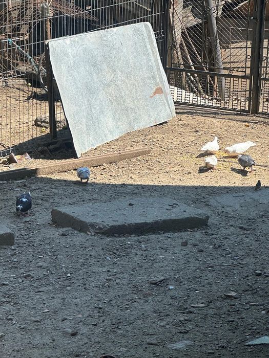 Porumbei voiajori colorați