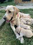 Pui de labrador golden