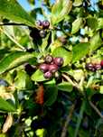 Vând fructe de aronia