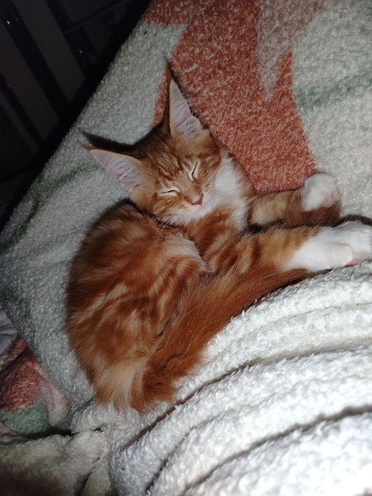 Baietel Maine Coon