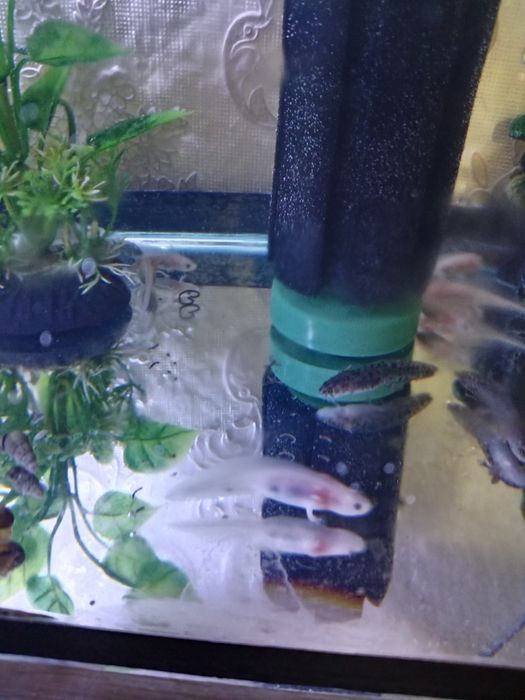 Продажа тритонов