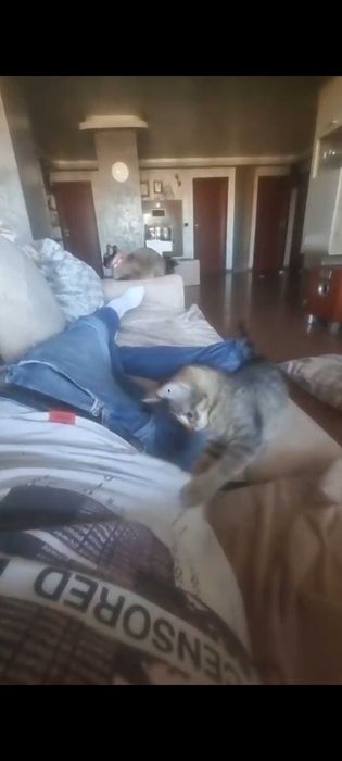 Спасено от улицата коте , спешно търси своя нов дом .