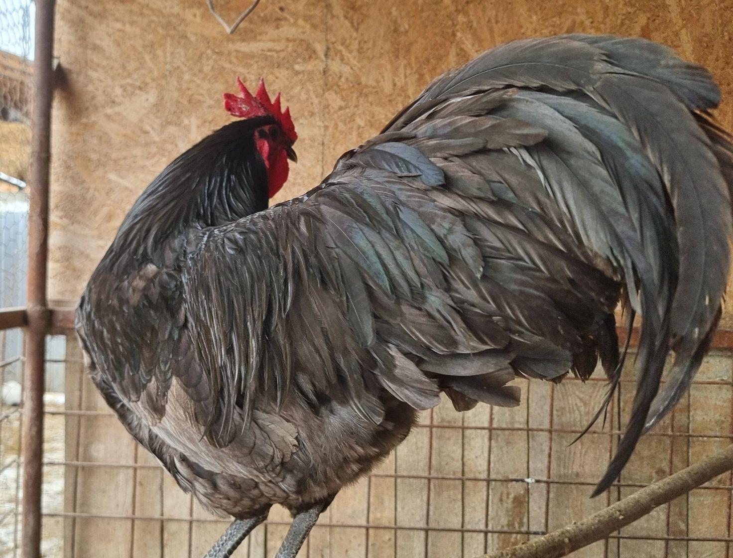 Ouă pentru incubat! Australorp