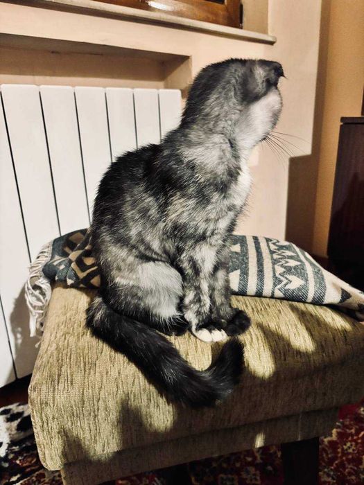 Женско коте шотландска клепоуха