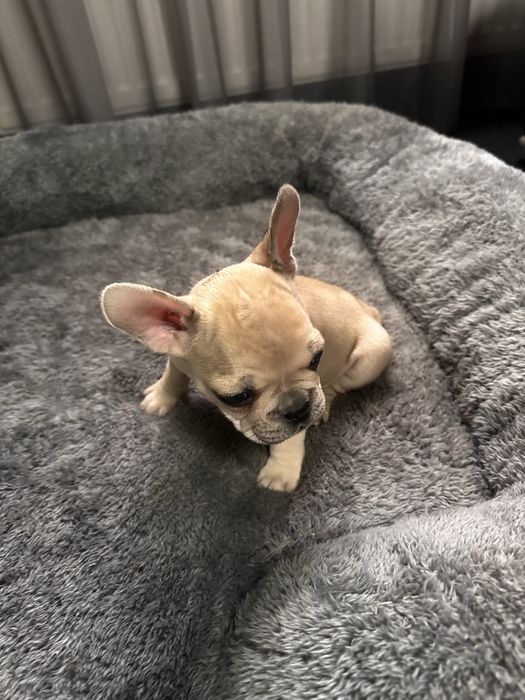 Pui Bulldog Francez Mascul Maro Deschis