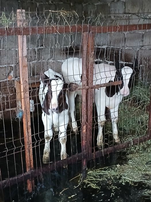 Vând 2 vitei baltata pe negru