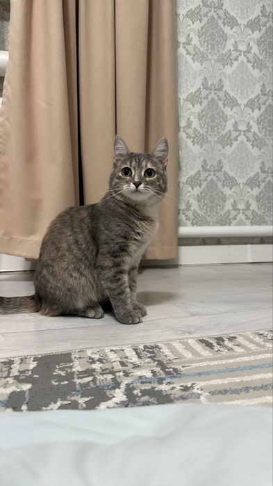 Кошка очень умный, приучен к лотку