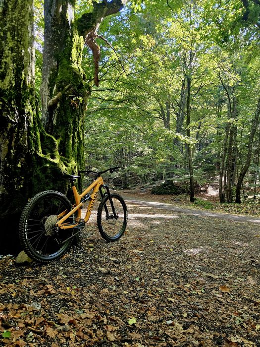 Canyon Spectral 6 2025 XL