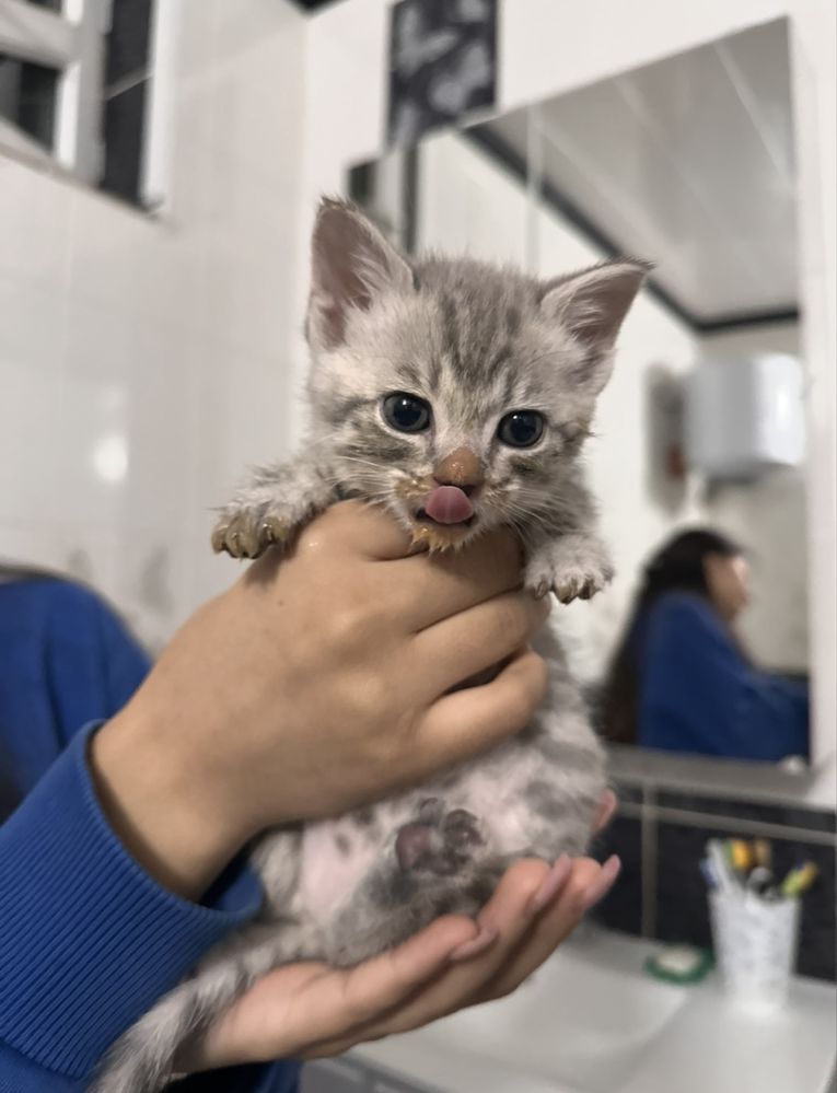 Отдам в добрые руки очаровательную котёнку!