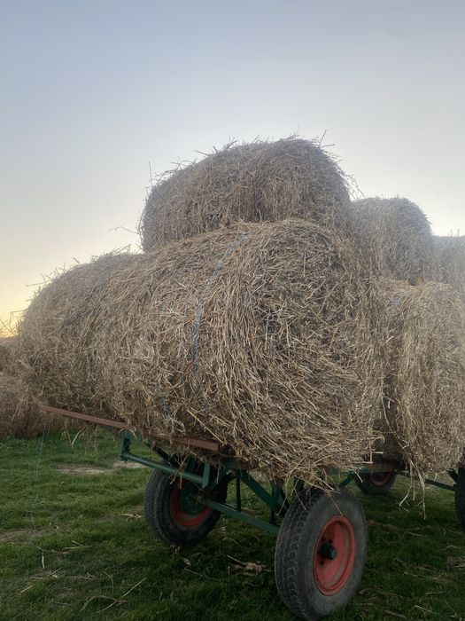 Vând baloți paie ovăz