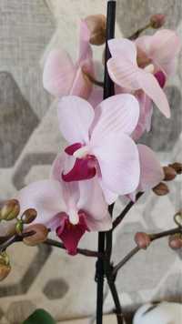 Орхидея орхидеи