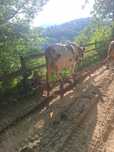 Vaca balțata romîneasca