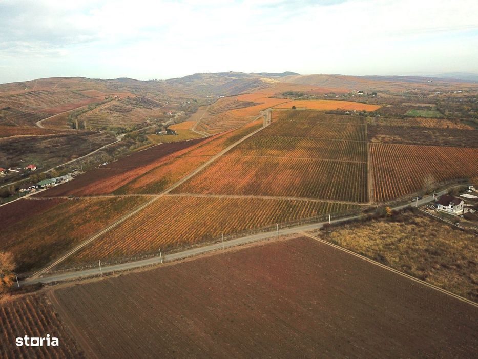 Podgorie de vita-de-vie nobila cu conac boieresc