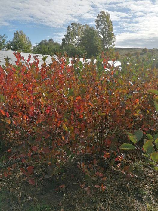 Vând puieți de aronia