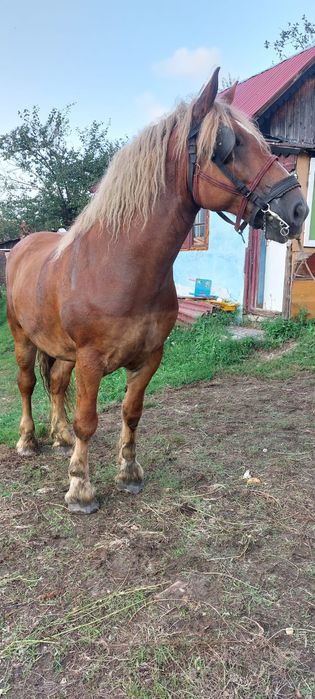 Cal frumos de vânzare