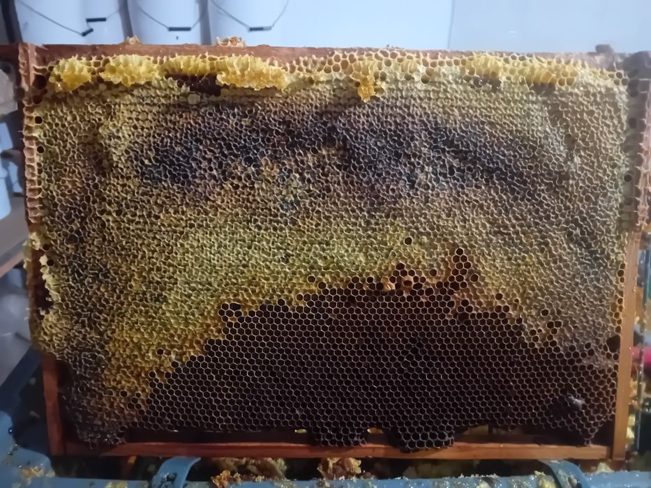 Miere de albine poliflora