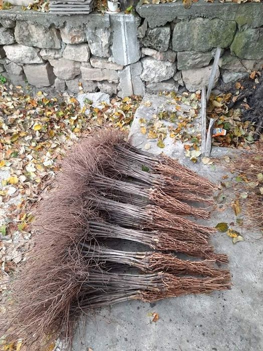 Butași Viță De Vie