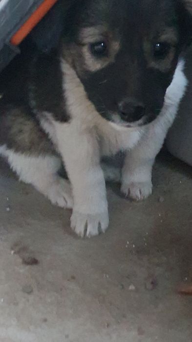 Щенки нуждаются в доме