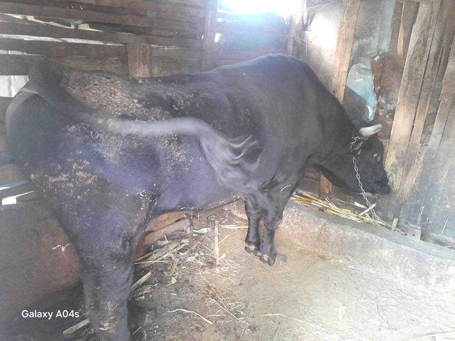 Vând Taur Și Vacă