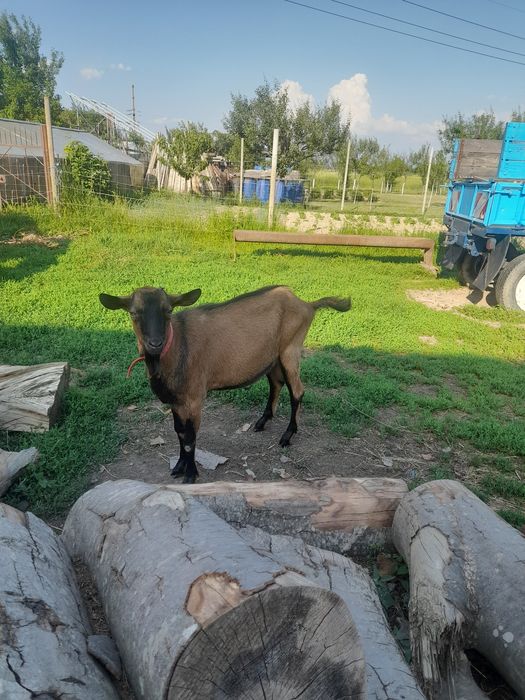 Tap  alpin francez si capre alpine