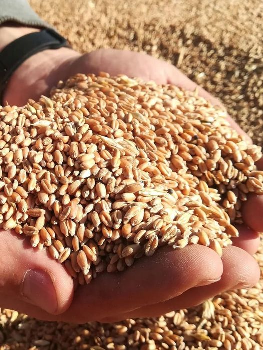 Продам зерно в мешках 50кг. и оптом свыше 10 тонн.Лён опт.