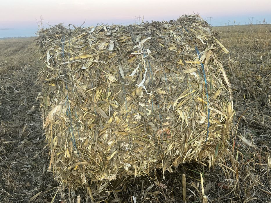 Vand baloti porumb/ coceni