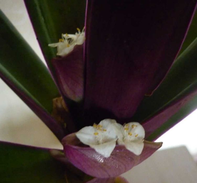 Продам. Рео. Красивое, эффектное растение, оберегом от злого глаза.