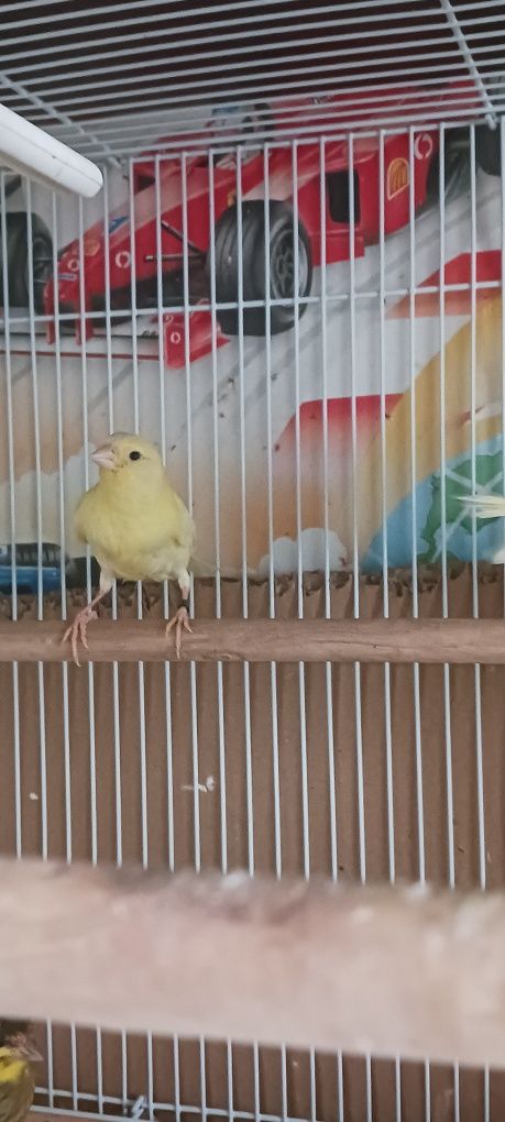 Canari timbrado!!