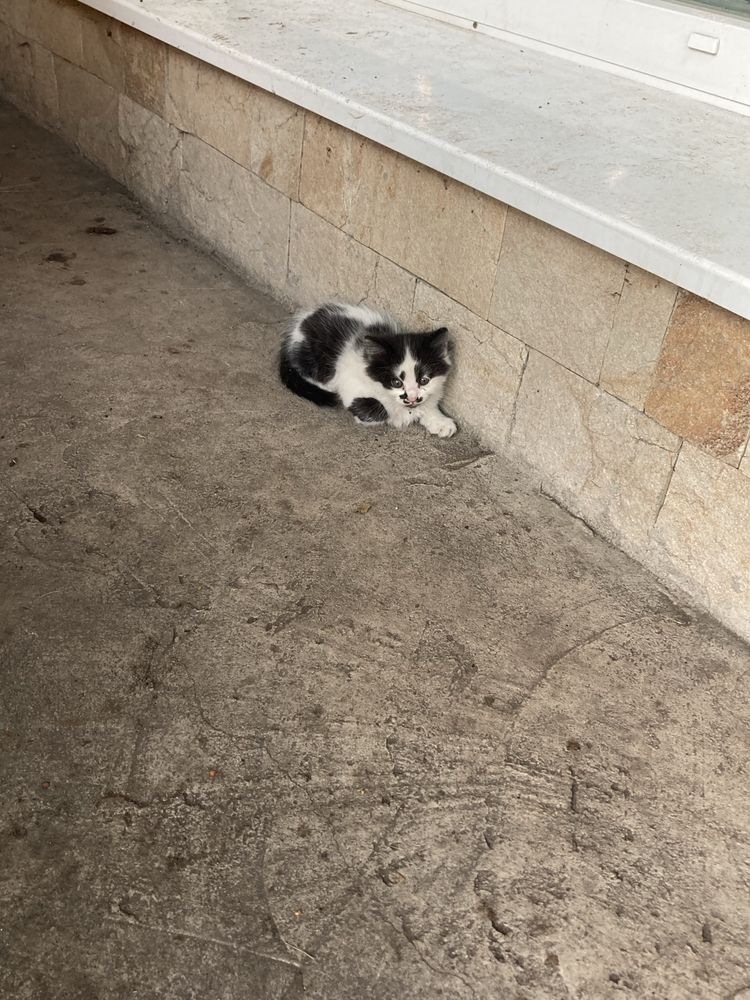Подарявам котета