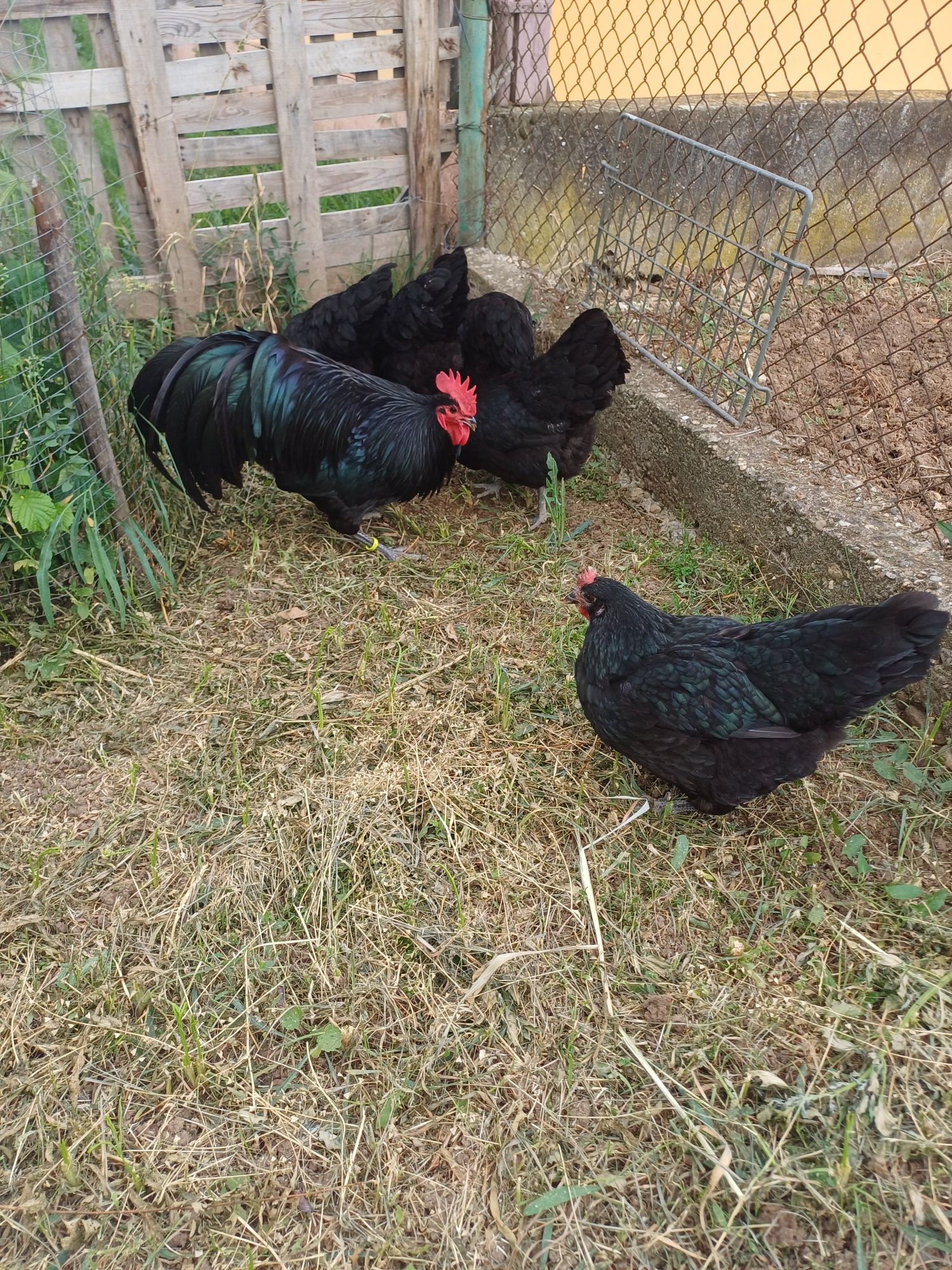 Familie Australorp Negru