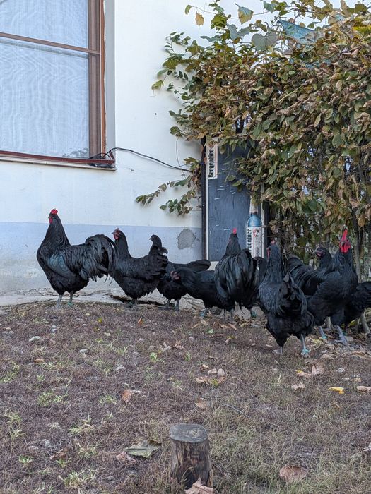 Puicuțe Austrlorp negru