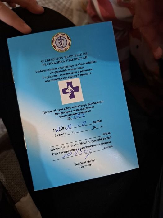 Кошка Шиншилла . 3.5 месяц