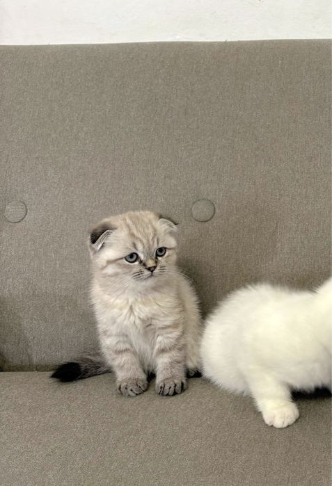 Pisoi Scottish fold si Scottish Straight