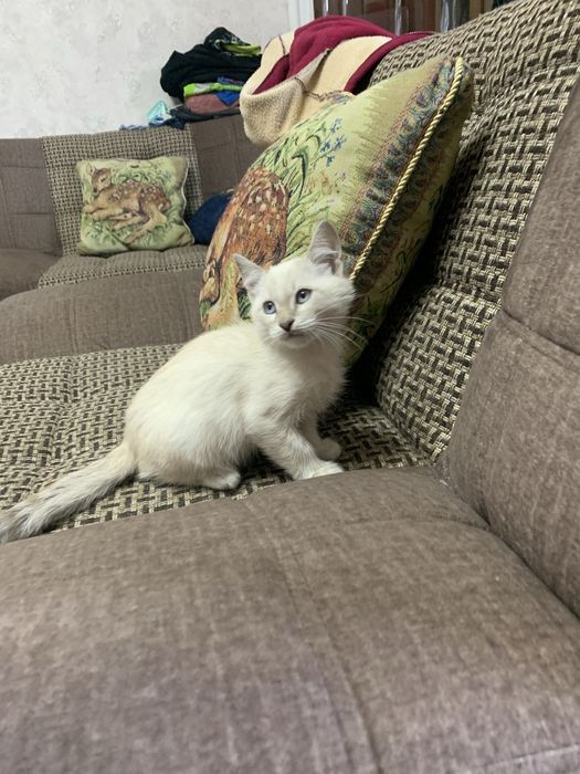 Продается котенок мальчик