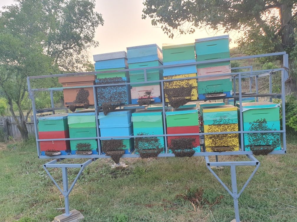 Stelaje apicole pentru deplasări în  pastoral