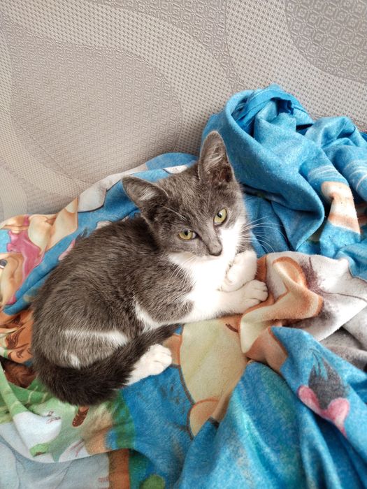 Отдам в добрые руки