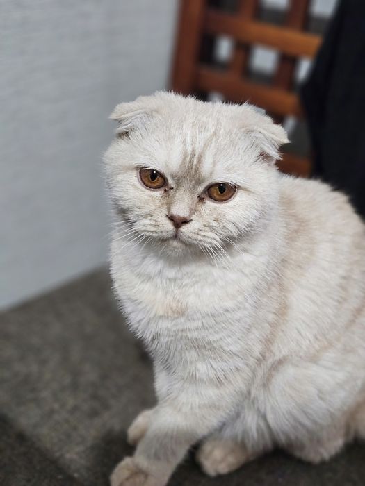 Mushuk Scottish Fold
