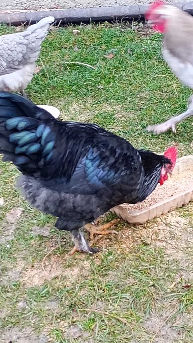 Cocoșei crescuți la curte