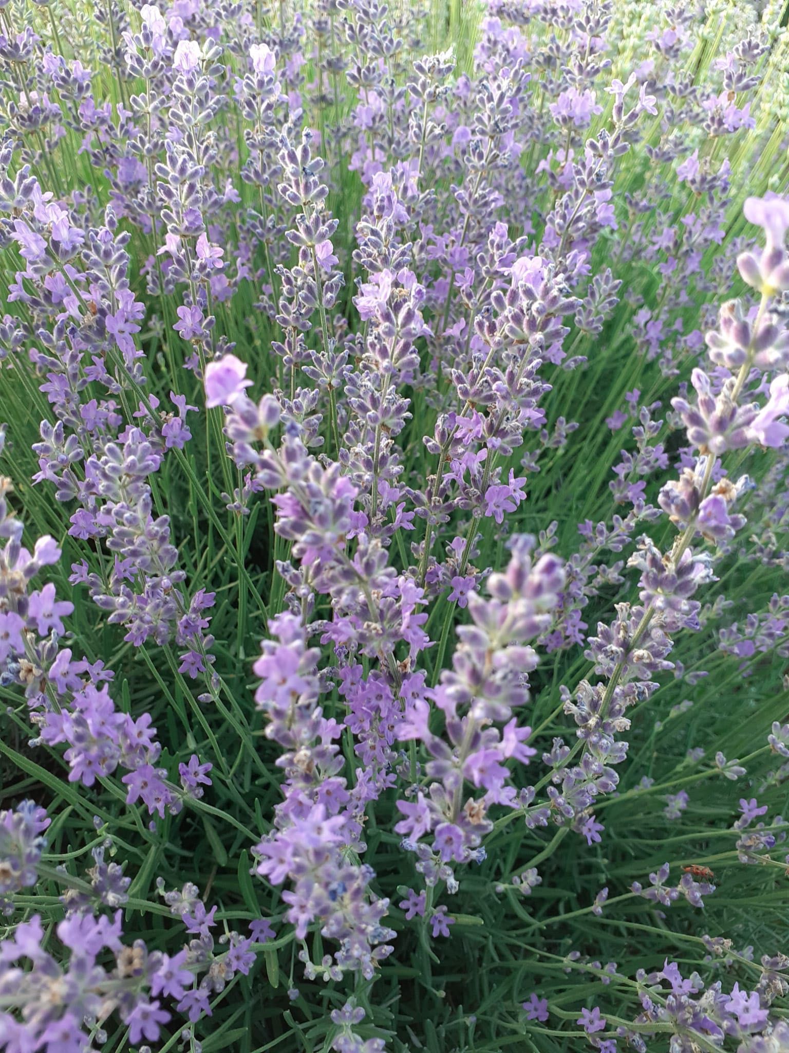 Ulei esential de lavanda, apa de lavanda