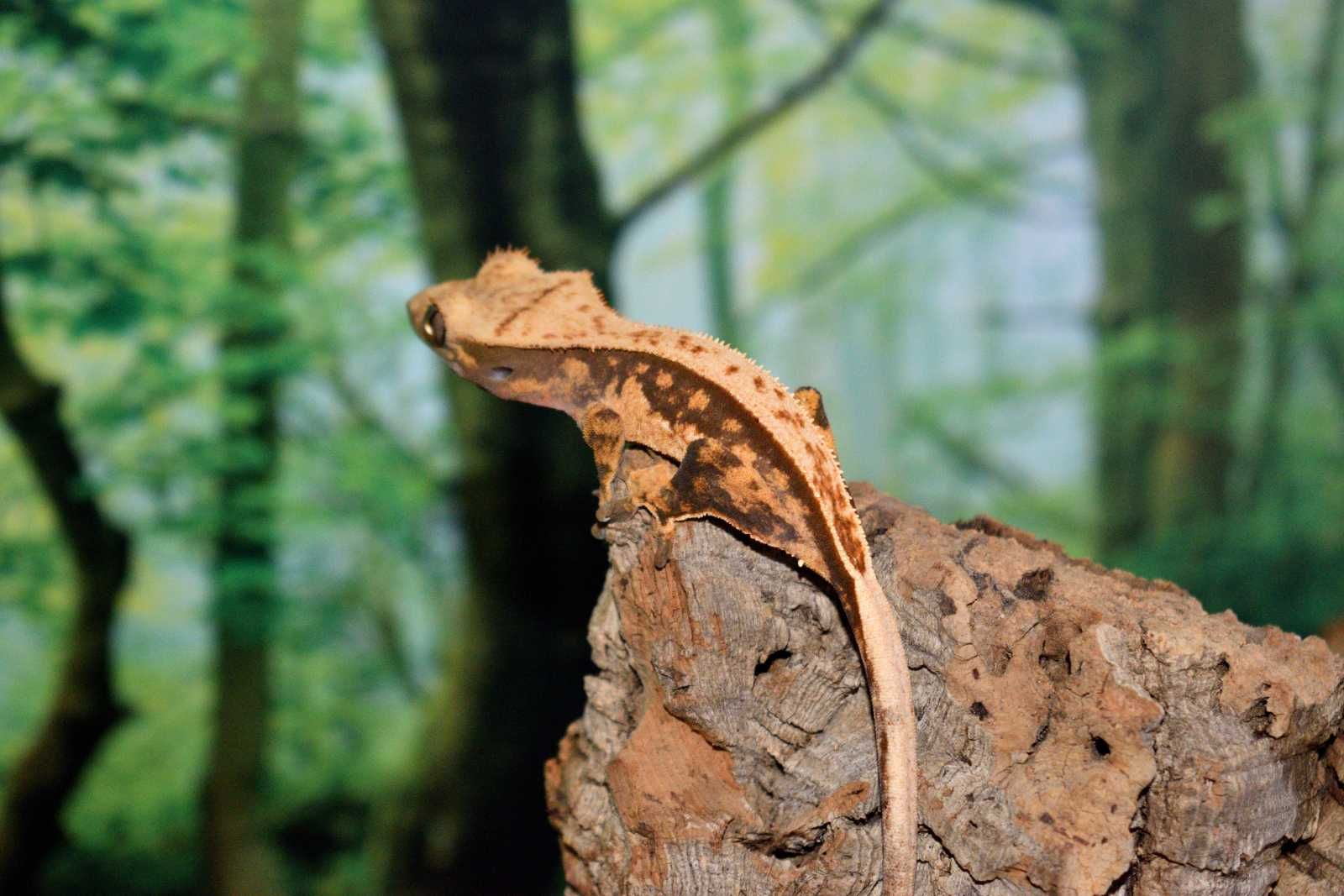 Crested gecko (Correlophus Cilliatus, gecko cu creasta)