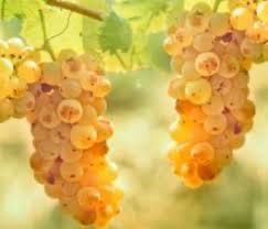 Struguri de vin cu livrare la domciiliu in toata tara albi si negrii
