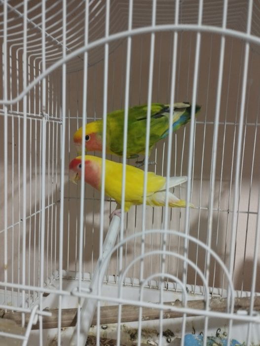 Неразлучник Папугай пара