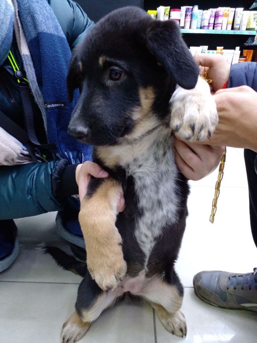 Собака овчарка щенок