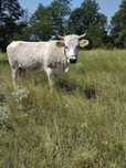 Vaca gestanta la a doua fătare